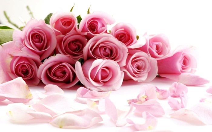kostenlose-bilder-valentinstag-unikale-rosige-rosen-wunderschönes-aussehen