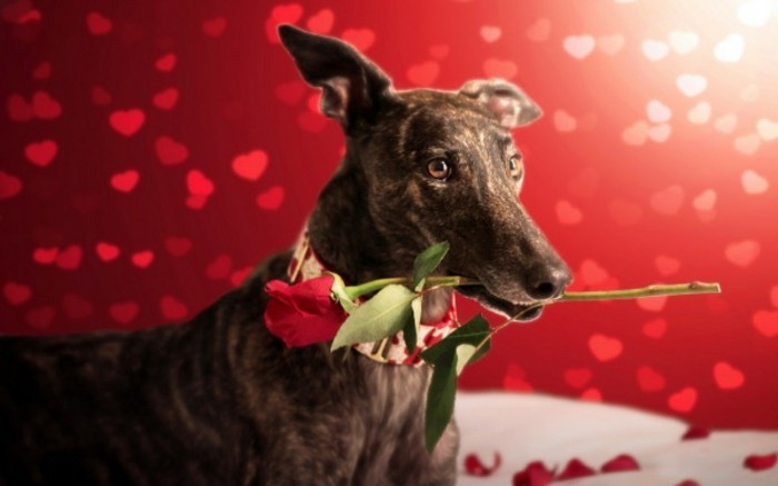 kostenlose-bilder-valentinstag-wallpaper-mit-einem-tollen-hund