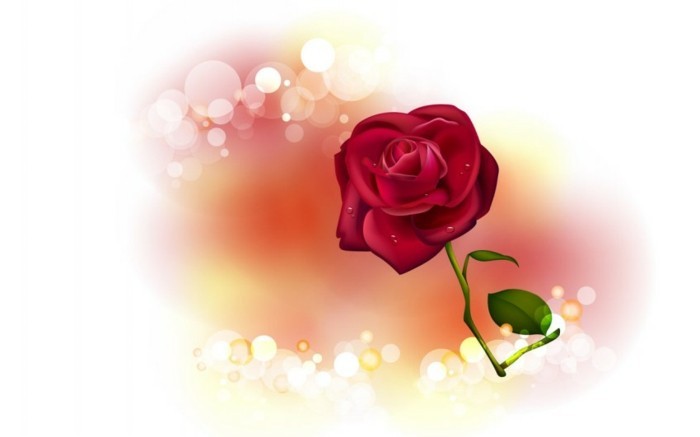 kostenlose-bilder-valentinstag-wunderschöne-rote-rose-weißer-hintergrund