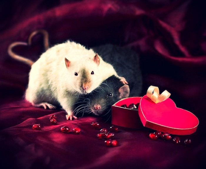 kostenlose-bilder-valentinstag-zwei-mäuser-elegante-umgebung