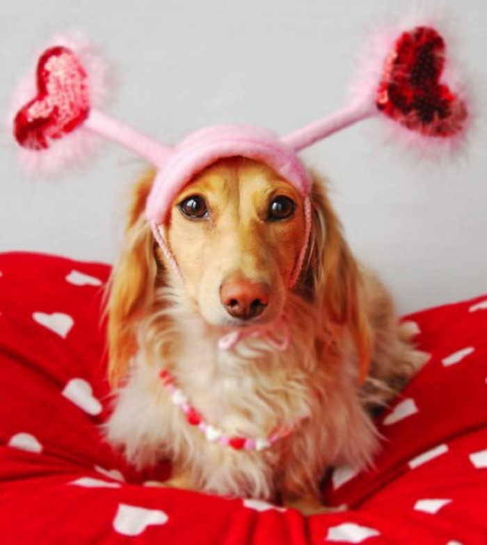 valentinstag-bilder-großer-schöner-hund-mit-einem-lustigen-hut