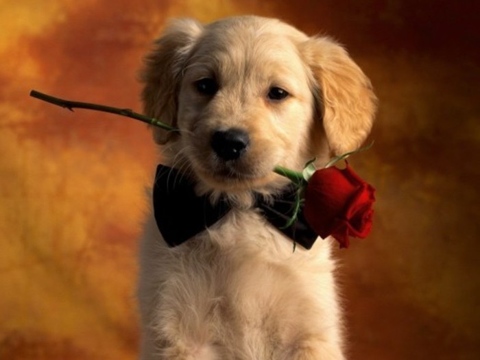 valentinstag-bilder-süßer-hund-mit-einer-rose-im-mund