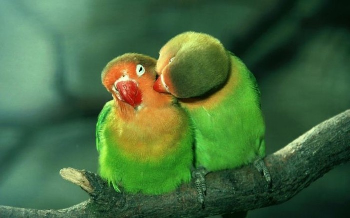 valentinstag-bilder-zwei-papageien-in-grüner-farbe