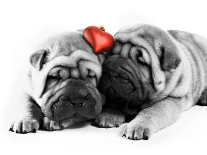 valentinstag-bilder-zwei-schöne-graue-hunde