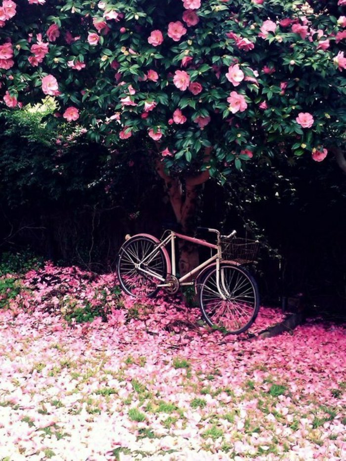 11-Baum-mit-rosa-Blüten-süßes-rosa-Fahrrad