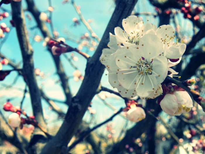 7-weiße-Blüten-Symbol-des-Frühlings
