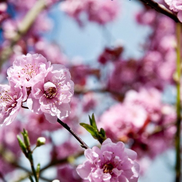 8-rosa-Blüten-Symbol-des-Frühlings