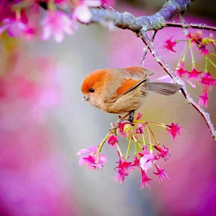 9-Frühlingsanfang-Bilder-kleiner-süßer-Vogel