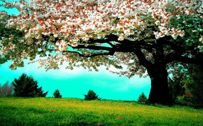 Blütenbaum-im-Frühling-frisches-Gras
