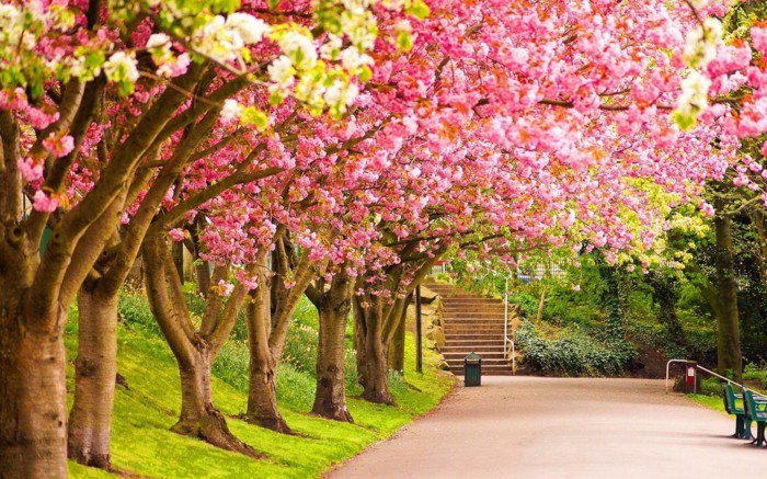 Blütenbäume-als-Symbol-des-Frühlings