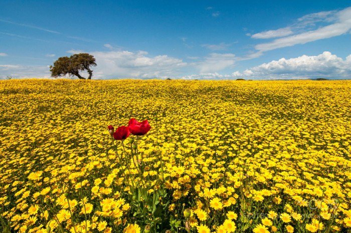 Feld-mit-gelben-Blumen-und-ein-paar-Mohnblumen-als-Akzent