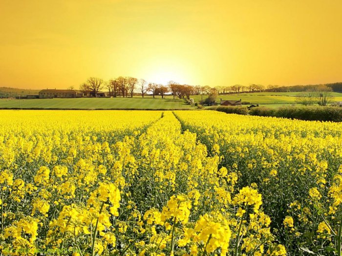 Frühlings-Bilder-Feld-mit-gelben-Blumen