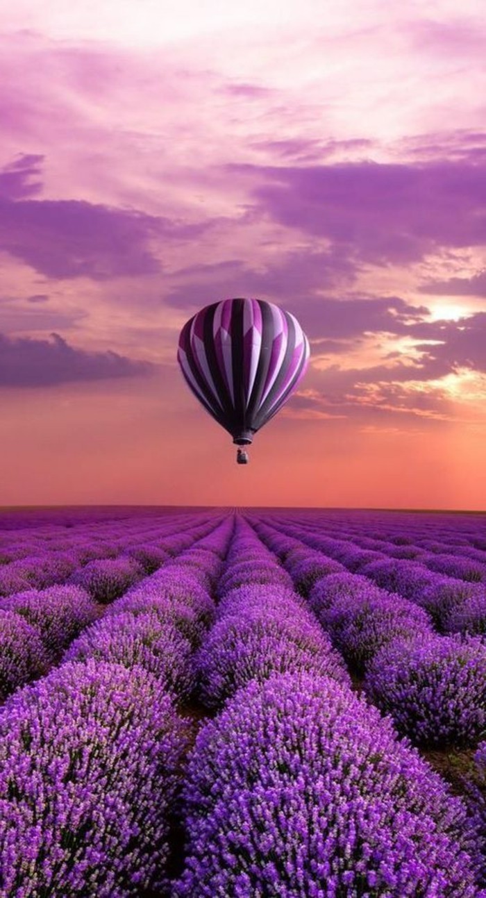 Luftballon-fliegend-über-Lavender-Feld