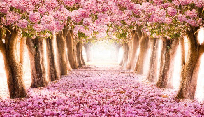 Pfad-umgeben-von-rosa-Blütenbäumen