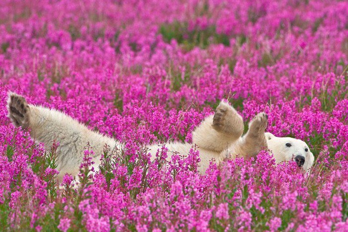 Polarbär-spielend-in-Feld-mit-lila-Blumen