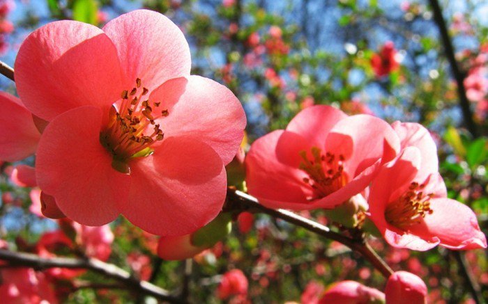 bezaubernde-rosa-Blüten-fantastisches-Frühlingsbild