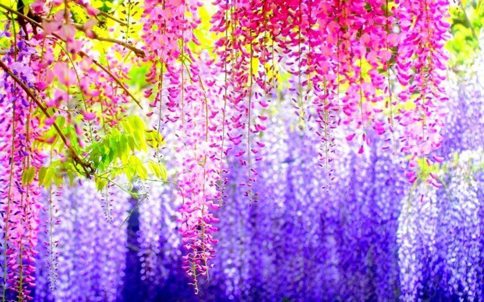 fabelhaftes-Foto-bunte-hängende-Blüten