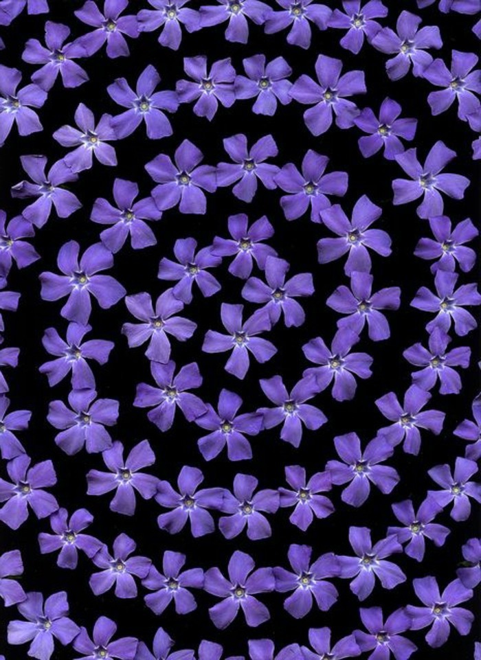 fantastisches-Bild-Kranz-aus-lila-Blüten