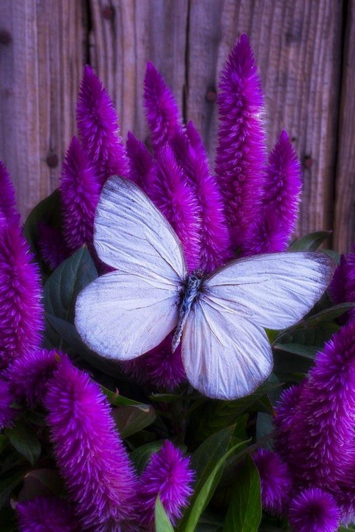 faszinierendes-Foto-von-weißem-Schmetterling-auf-blühender-lila-Celosia