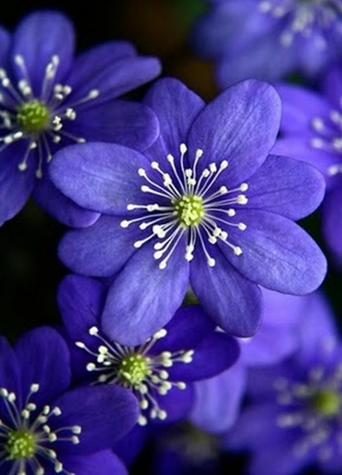 frische-Frühlingsblumen-in-lila-Farbe