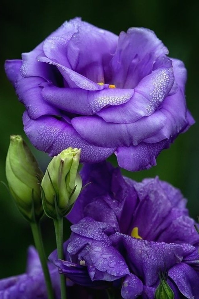 frische-Frühlingsblumen-mit-schöner-lila-Farbe