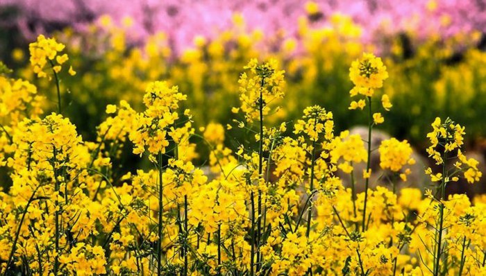 gelbe-Blumen-am-Anfang-des-Frühlings