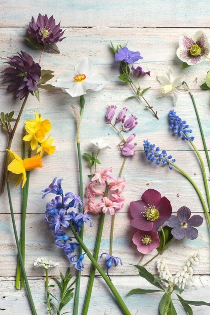 herrliche-Frühlingsblumen-Narzissen-Osterglocken-Hyazinthen