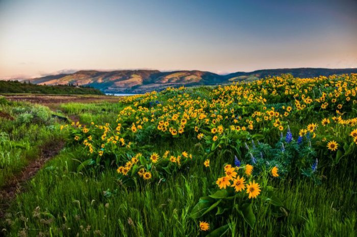 herrliches-Frühlingsbild-Feld-mit-Sonnenblumen