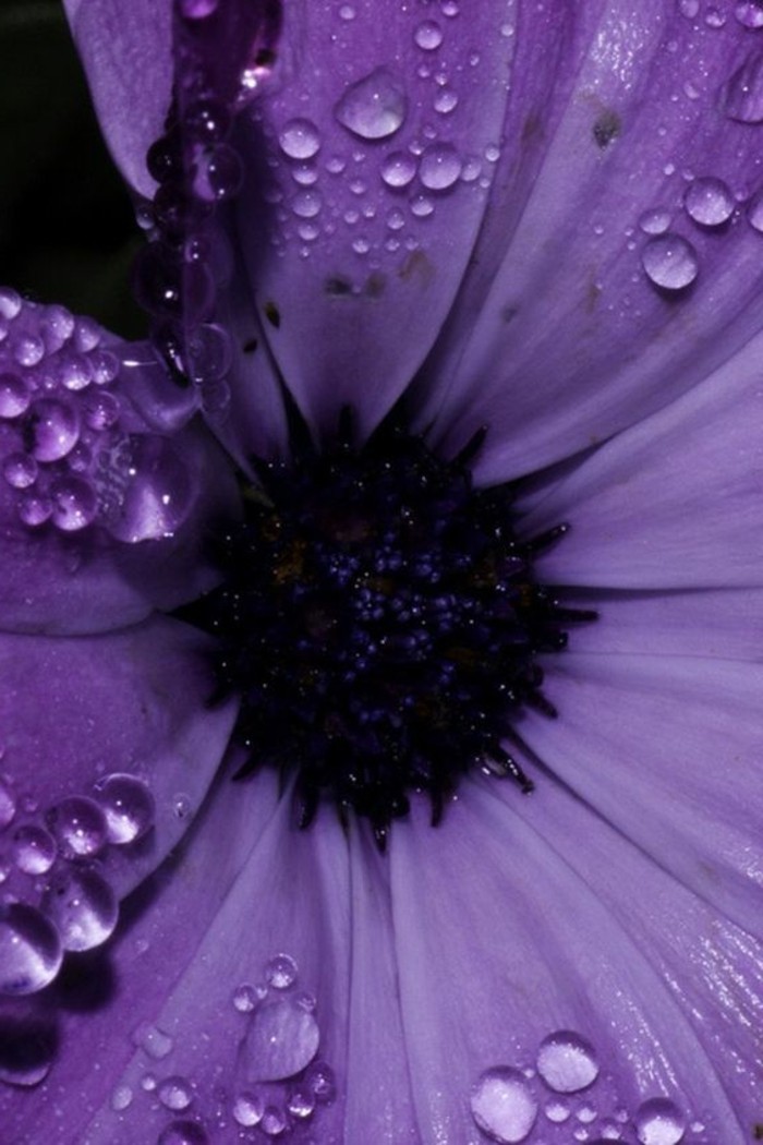 lila-Blume-mit-Regentropfen-auf-den-Blättern