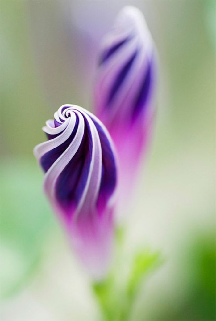 lila-Blume-mit-einzigartiger-Form