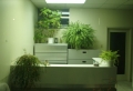 Büropflanzen – der Arbeitsplatz wird grün