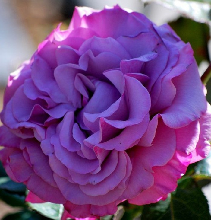 prachtvolle-Rose-in-lila-Farbe