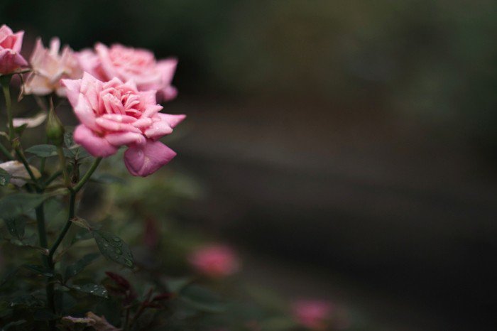romantische-rosa-Rosen-mit-weichen-Blättern