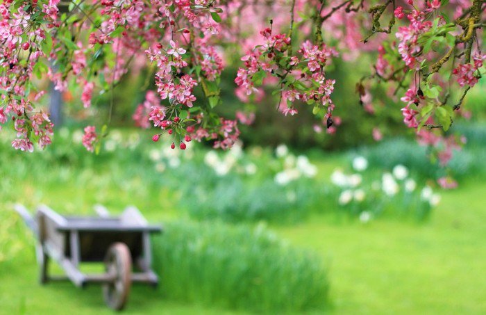 rosa-Blüten-Anfang-des-Frühlings