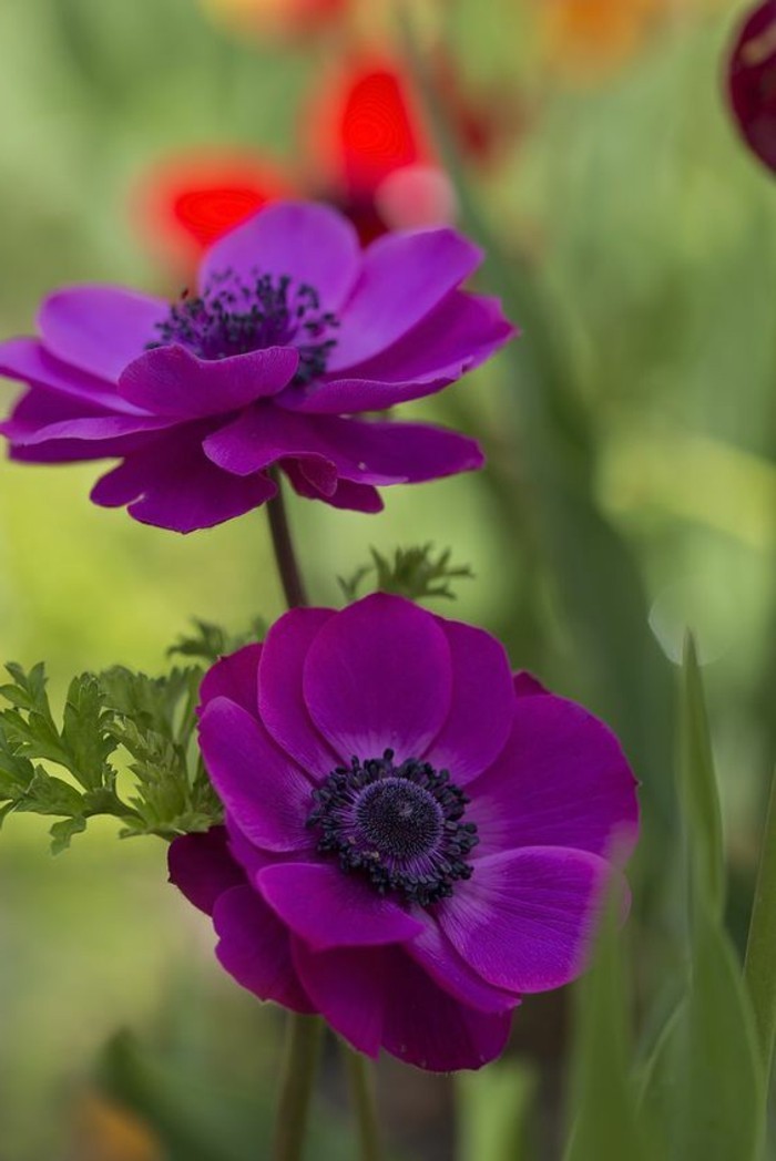schöne-Frühlingsblumen-Bilder-lila-Anemone-im-Feld