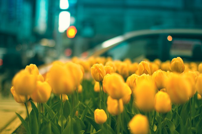 schönes-Foto-von-gelben-Tulpen