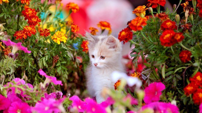 süßes-Foto-von-Kätzchen-laufend-durch-die-Blumen