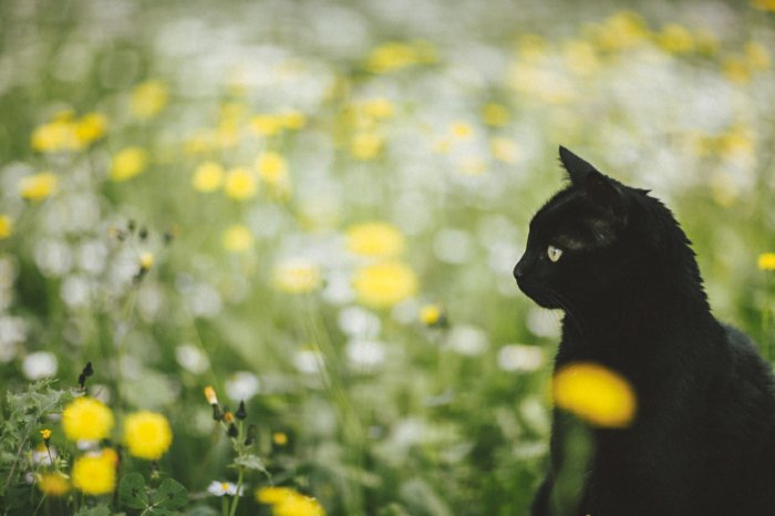 süßes-Frühlingsbild-Katze-im-Gras