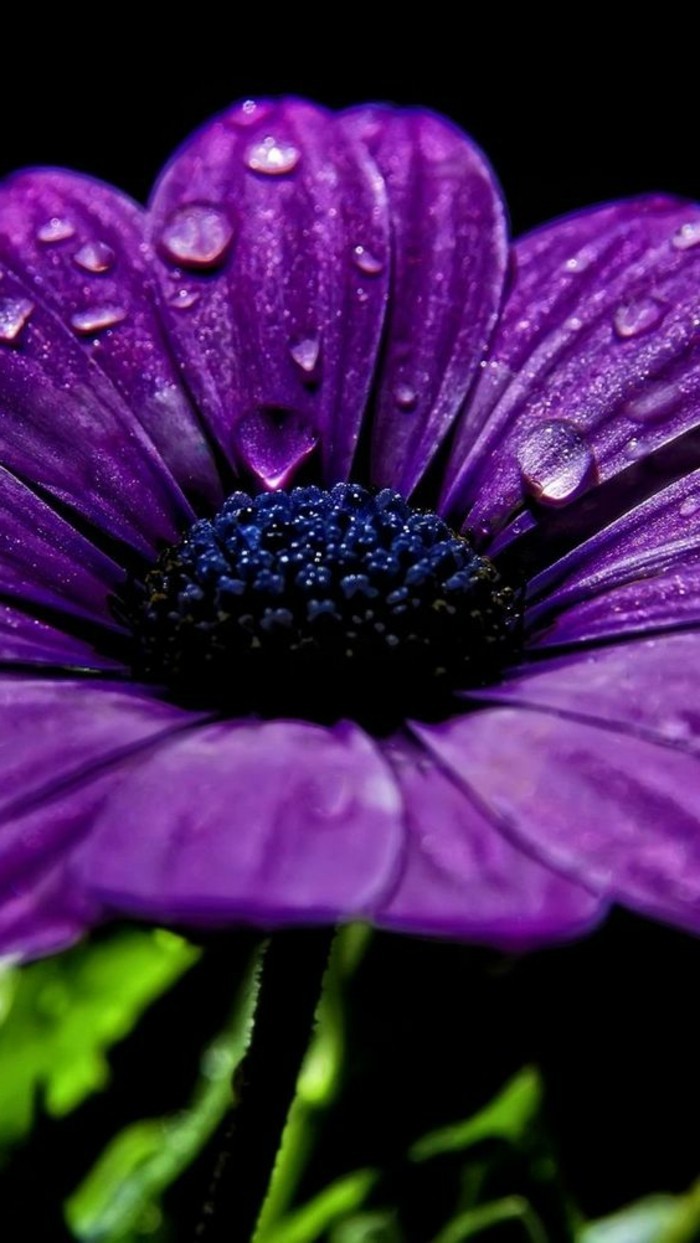 unikales-Foto-von-lila-Blume-mit-Regentropfen-auf-den-Blättern