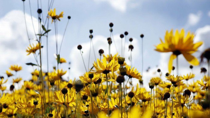 wunderschöne-Aussicht-gelbe-sonnige-Blumen