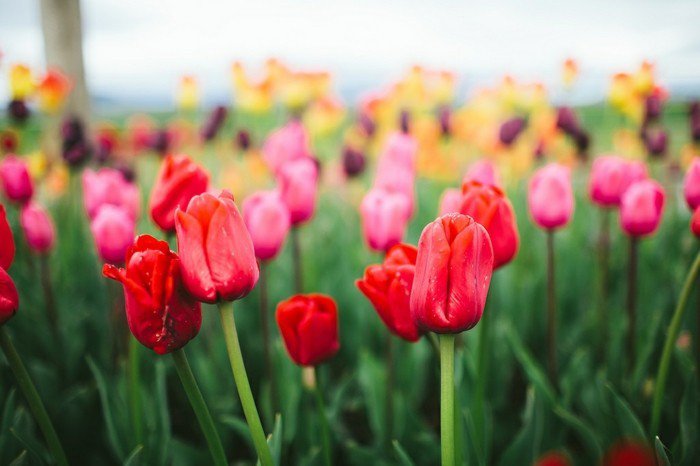 wunderschöne-Tulpen-in-allerlei-Farben