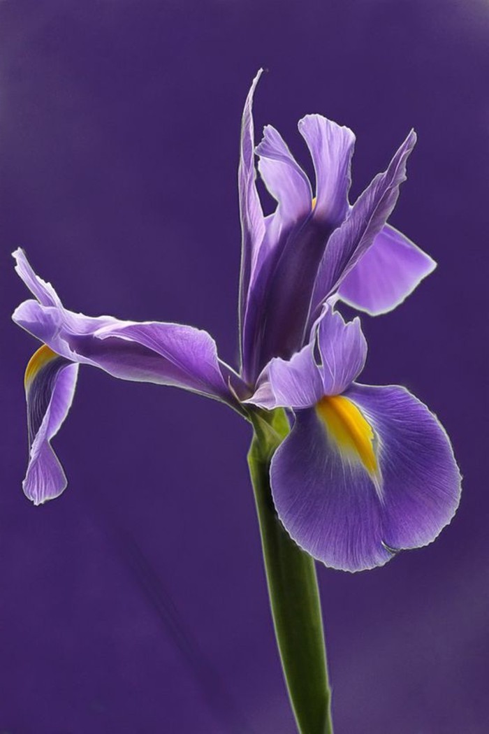 wunderschöne-lila-Blume-sibirische-Iris