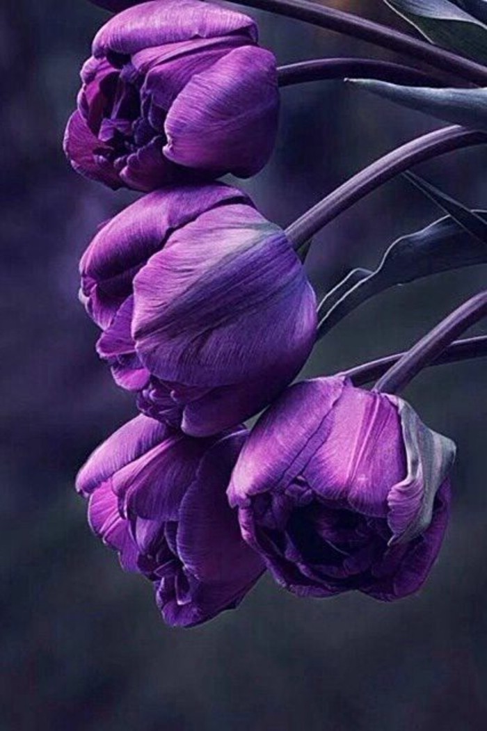 wunderschöne-lila-Tulpen-zum-Inspirieren