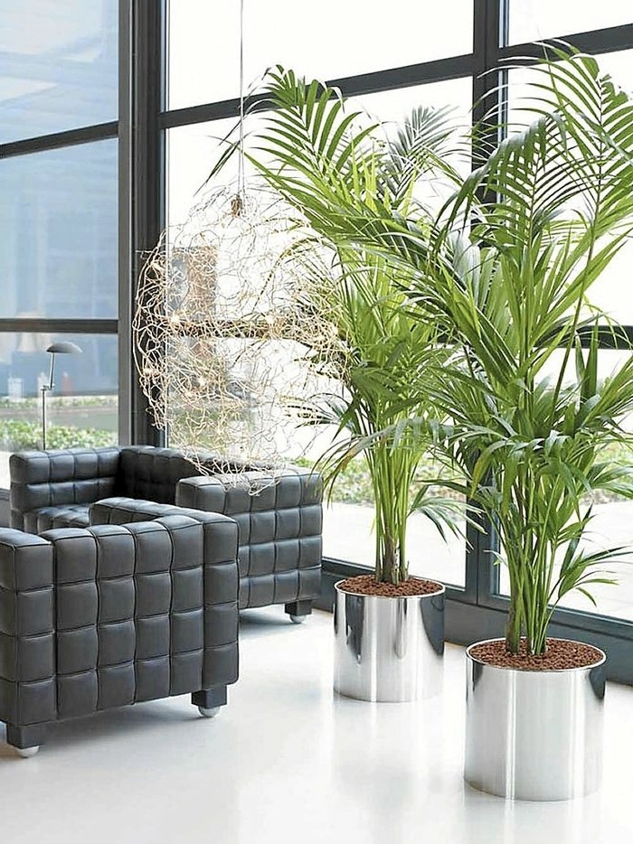 zwei-große-Büropflanzen-mit-scharfen-Blättern