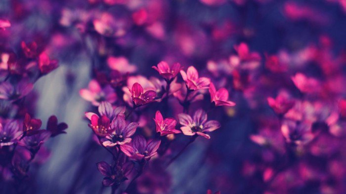zärtliche-Blumen-in-lila-und-rosa-Nuancen