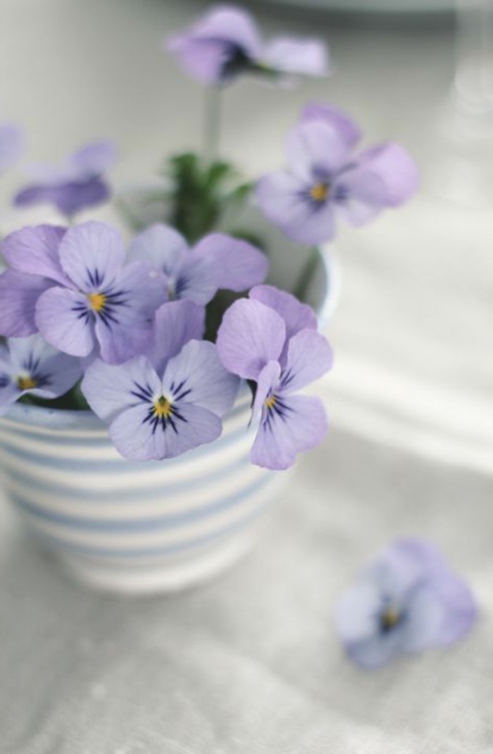 zärtliche-Topfblumen-fürs-Zuhause-lila-Veilchen