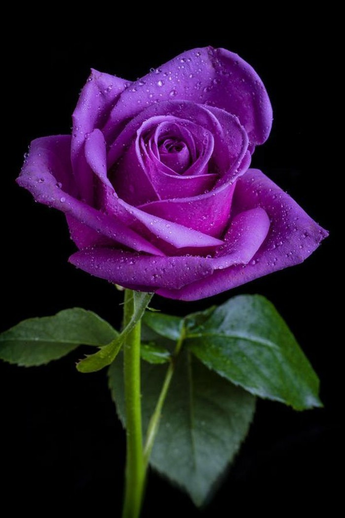 zärtliche-lila-Rose-bedeckt-mit-Regentropfen