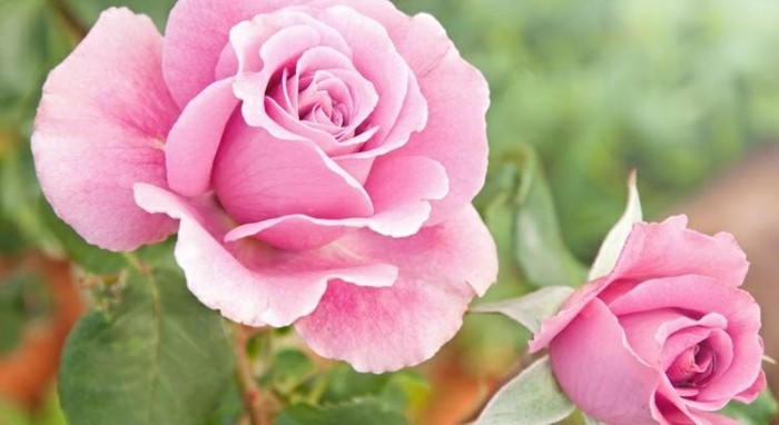 Bilder-mit-Rosen-sehr-helle-rosa-Farbe
