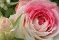 Bilder von Rosen - die Schönheit behalten