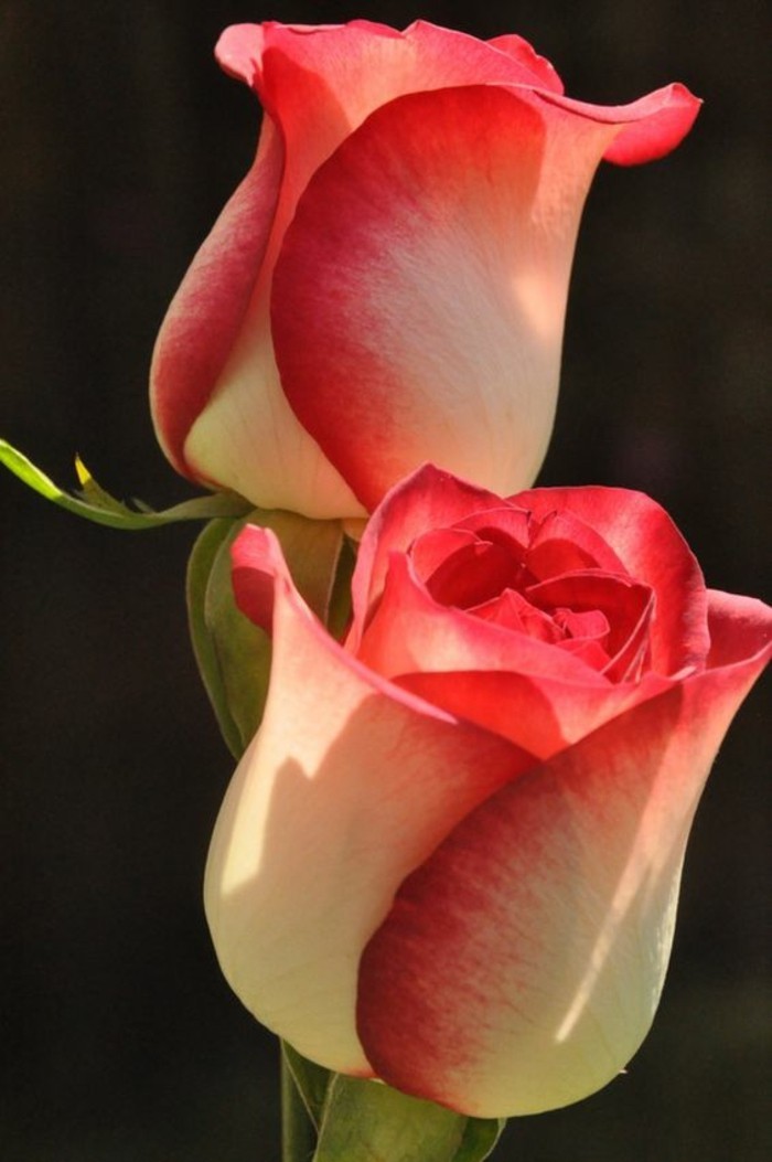 Bilder-von-Rosen-zwei-Blüten